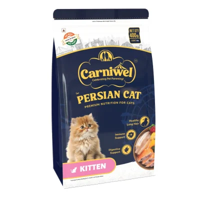 Persian Cat Kitten